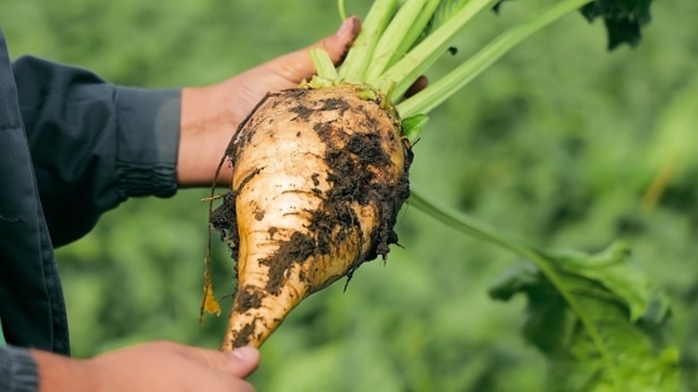 hands hold a dirty sugar beet