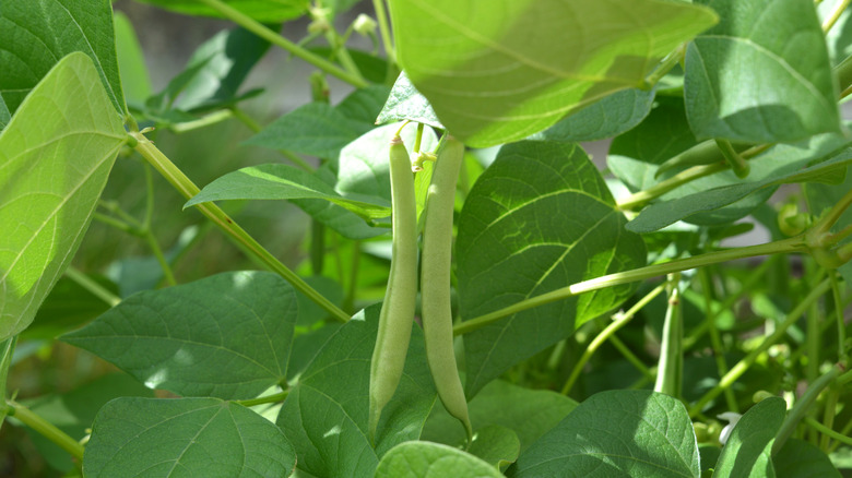 Closeup of beans growing in a garden