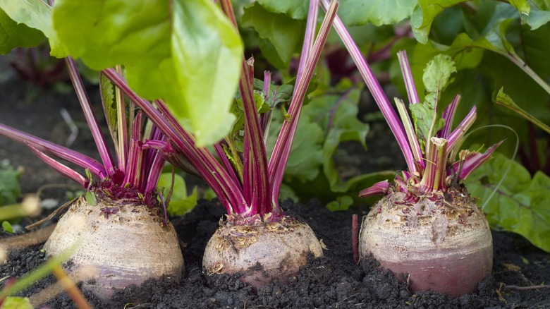 Close-up of three beets in a garden