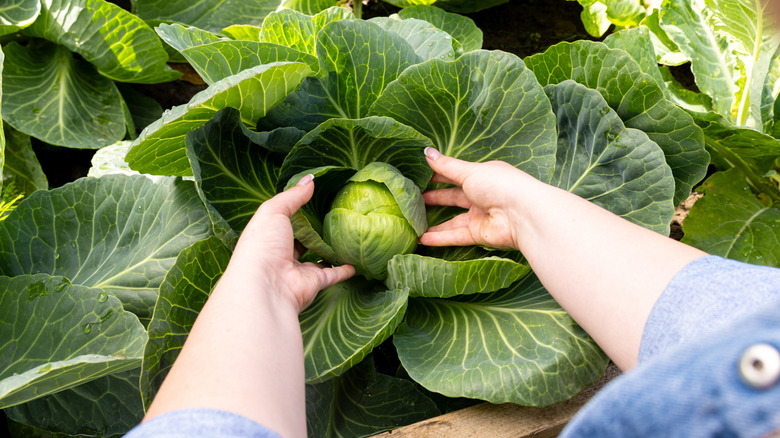 A gardener holding a small cabbage head