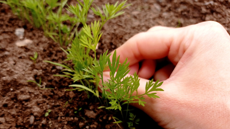 Close up of a hand picking up carrot seedlings