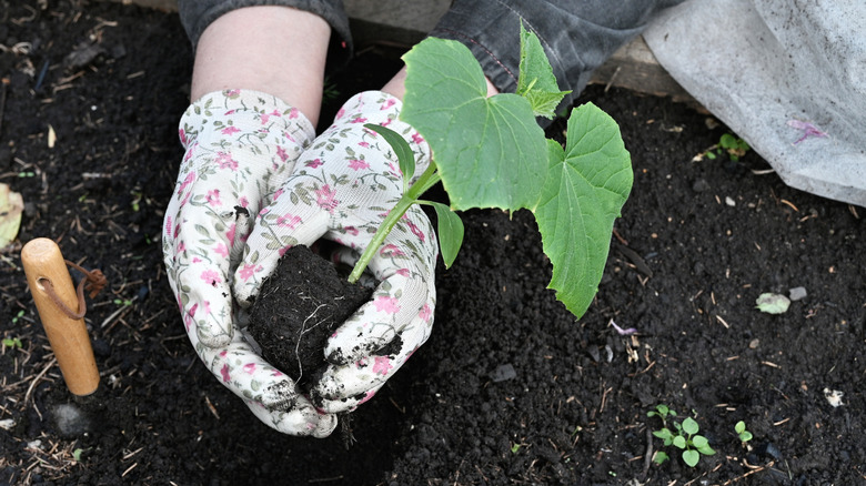 Hands in gloves planting a cucumber seedling