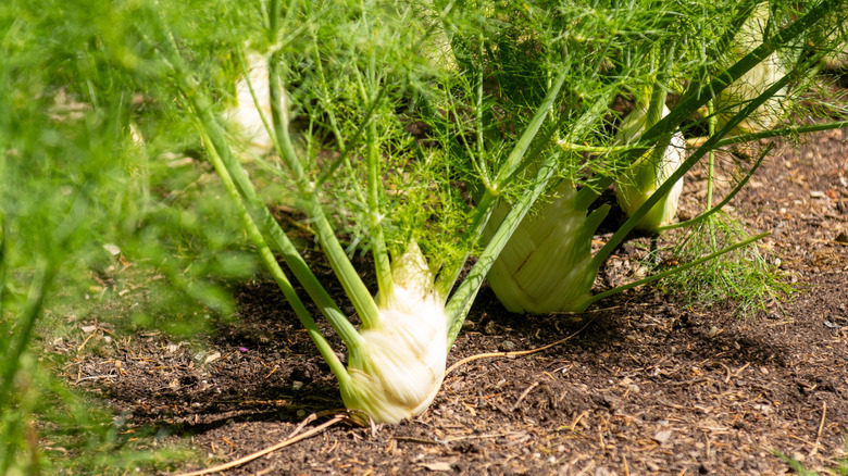 Fennel growing in a garden