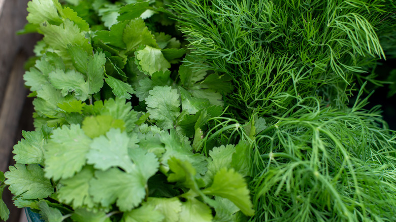 Fresh cilantro and dill