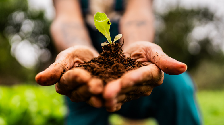 Close-up of a lettuce seedling on farmer hands