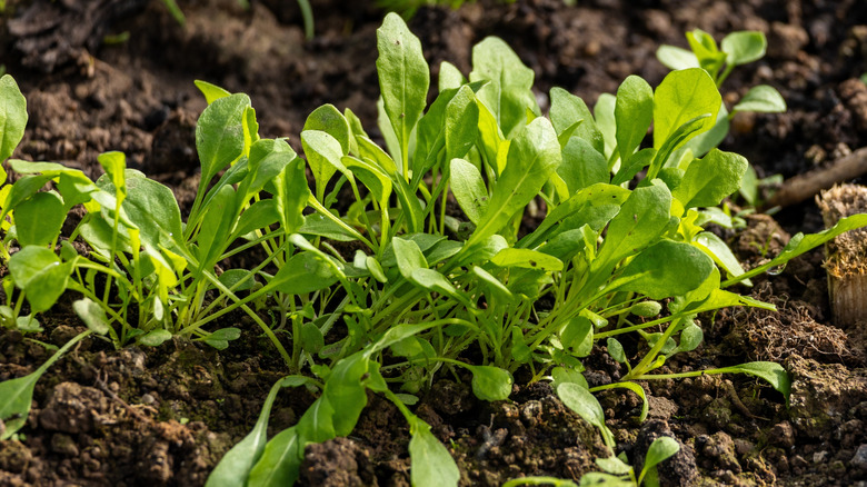 Arugula seedling in a garden