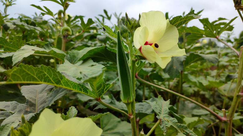 Okra growing in a garden