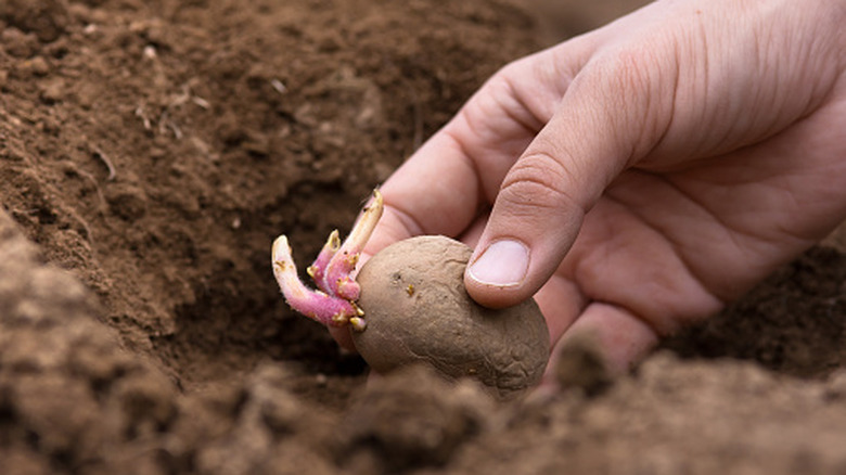 Hand placing a sprouting potato in the ground