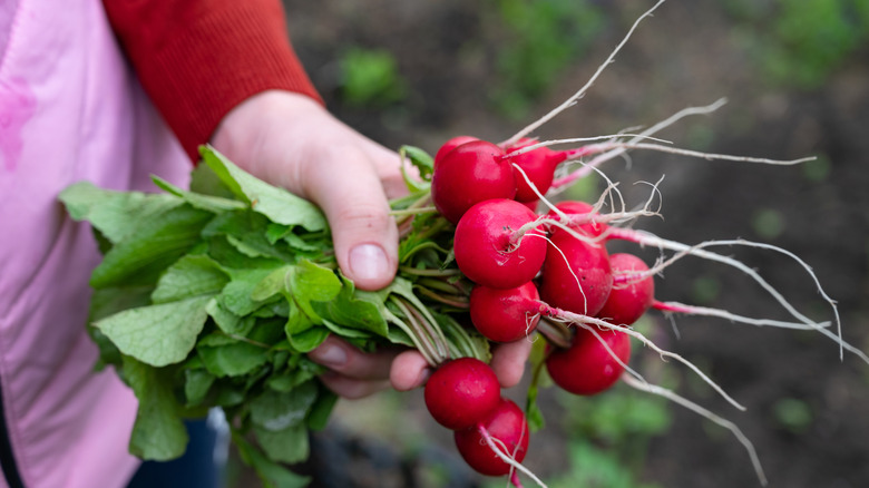 Someone holding a bunch of fresh radishes