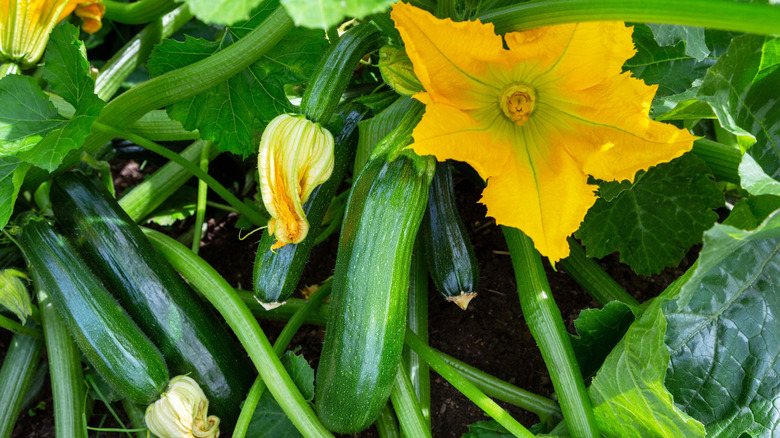 Zucchini plant growing in a garden