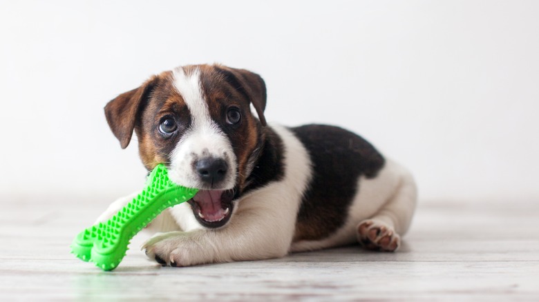 dog with green bone
