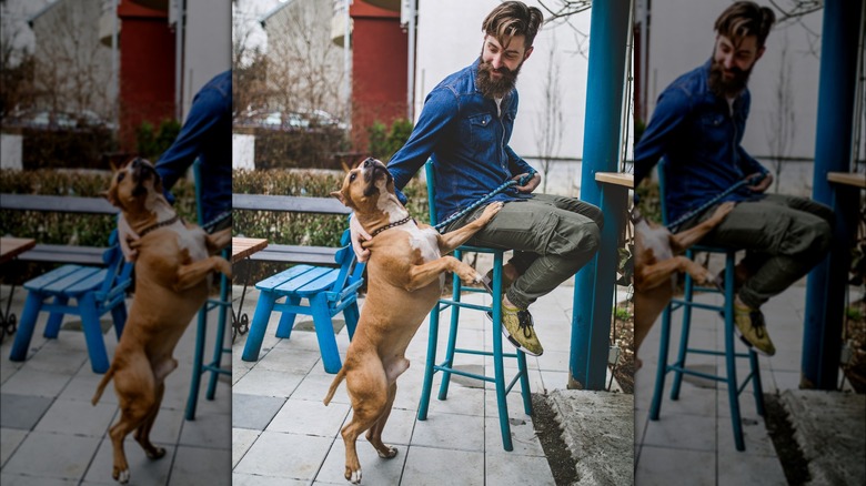 dog jumping up at restaurant