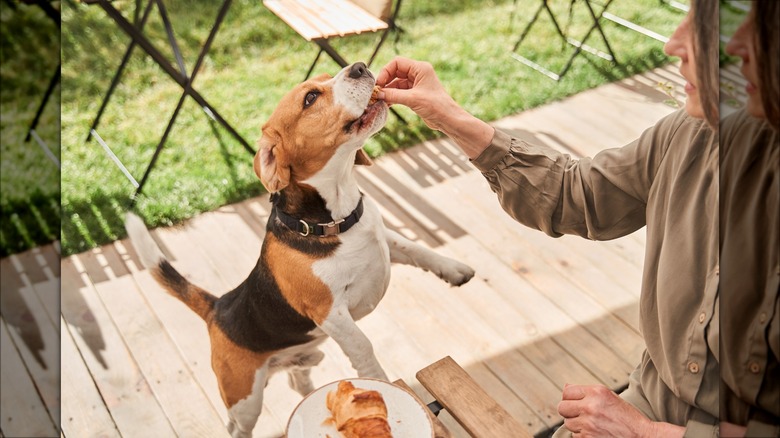feeding dog at restaurant