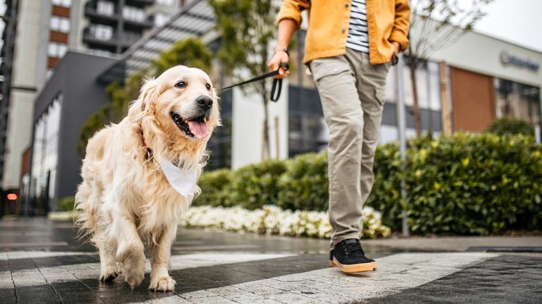 taking a dog for a walk