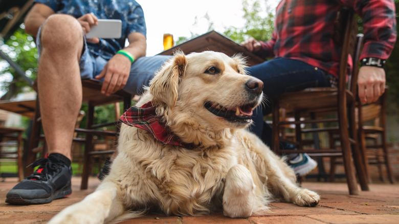 dog on floor under table