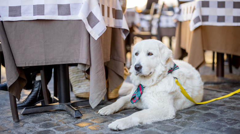 dog on leash at restaurant