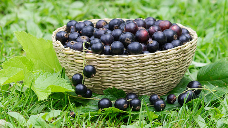 A basket of blackcurrants