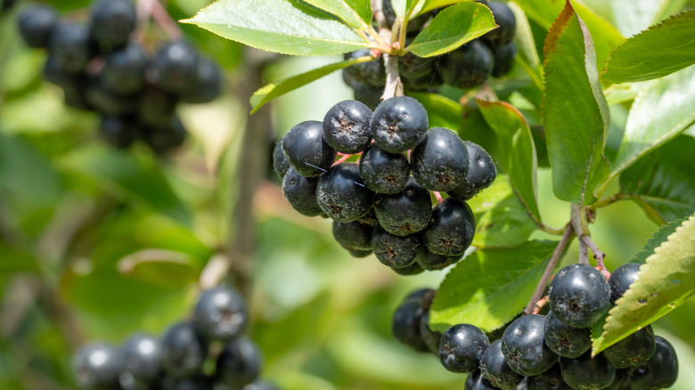 A close-up shot of aronia berries growing on a branch