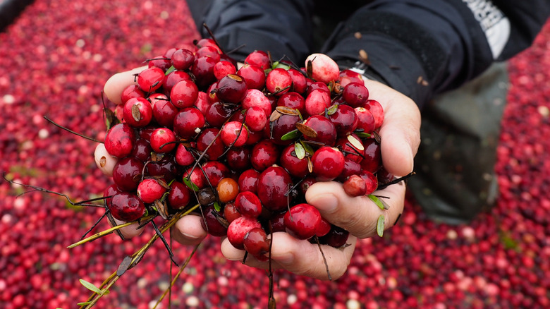 Hands holding raw cranberries