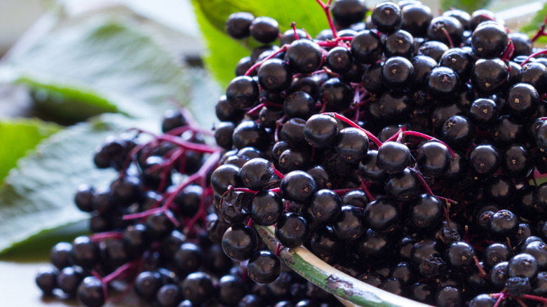 Black elderberries spilling out of a bowl