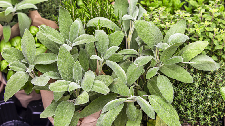 Assortment of fresh aromatic herbs in pots