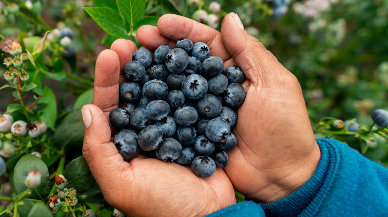 A farmer holding a handful of blueberries