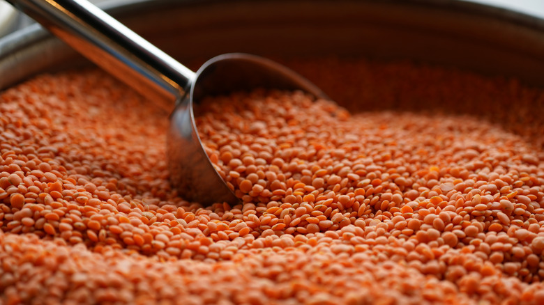 Orange lentils with a measuring spoon in them