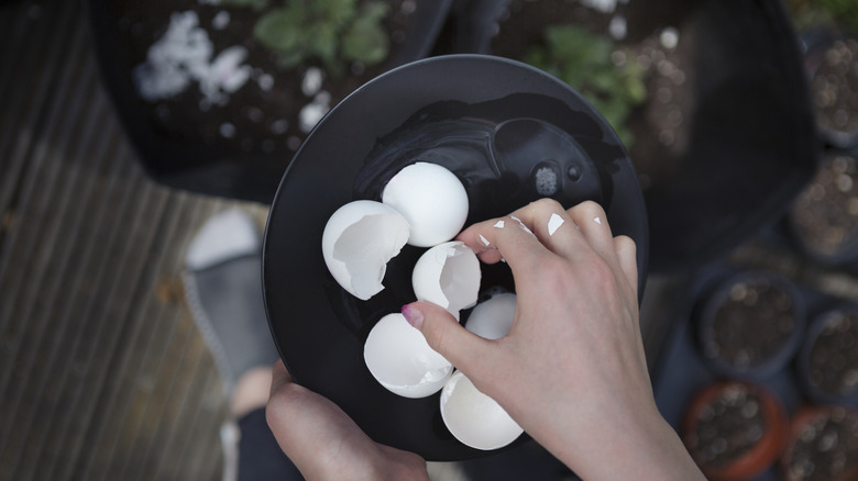 A person holding a plate of broken white eggshells
