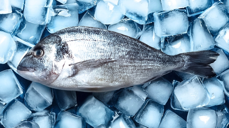 Frozen fresh fish among a pile of cold ice cubes