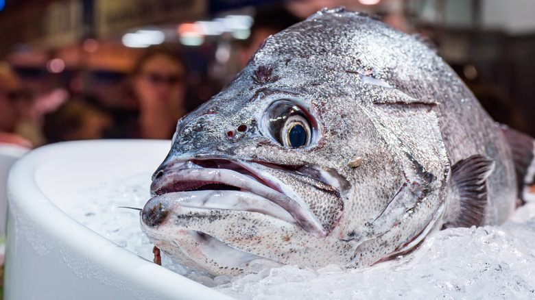 Close-up of a fish looking straight to camera