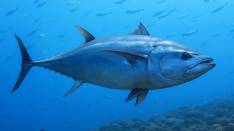 Bluefin tuna in the ocean