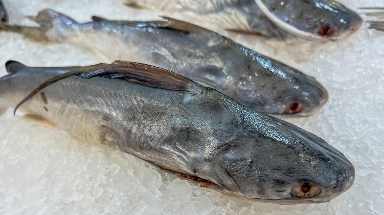 Close-up of freshly caught catfish on ice