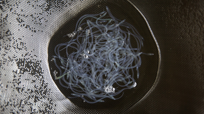Glass eels in the bottom of a net