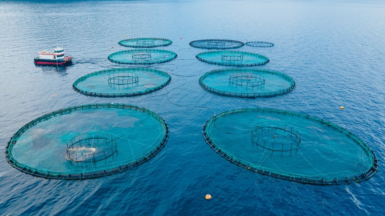 Aerial shot of aquaculture farming cages at sea