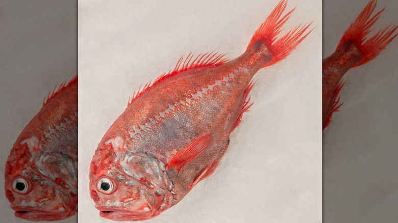 An orange roughy fish on a pale background