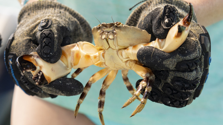 Fisherman holding a stone crab