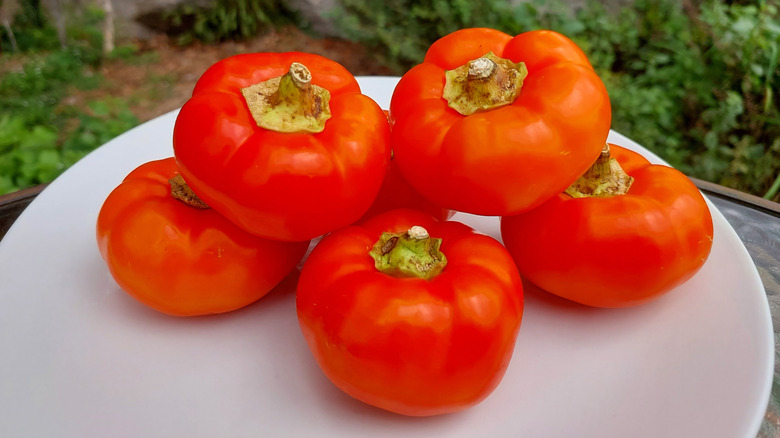 Alma paprika peppers on white plate