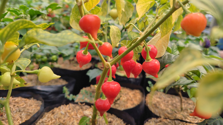 Red Biquinho peppers on plant closeup