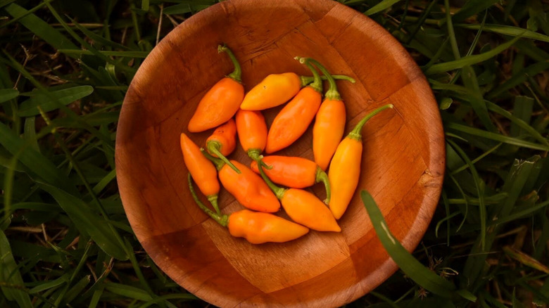 Datil peppers in wood bowl