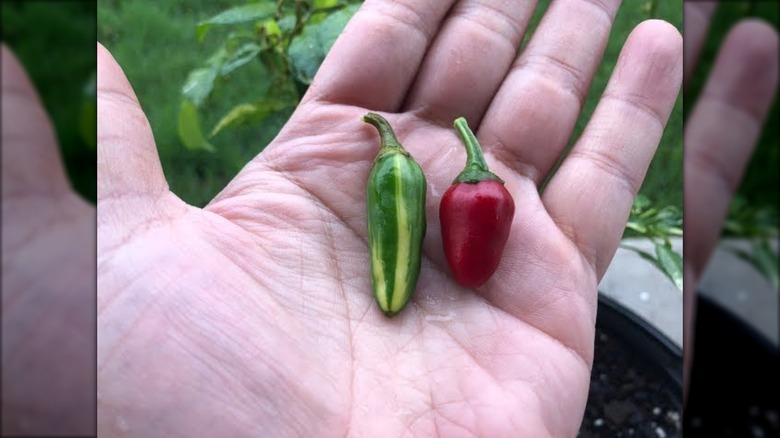 Fish peppers in palm of hand