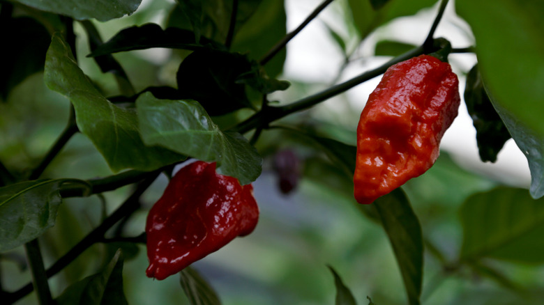 Jigsaw peppers on plant