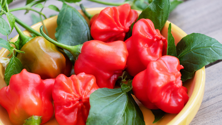 Mad Hatter peppers on yellow plate
