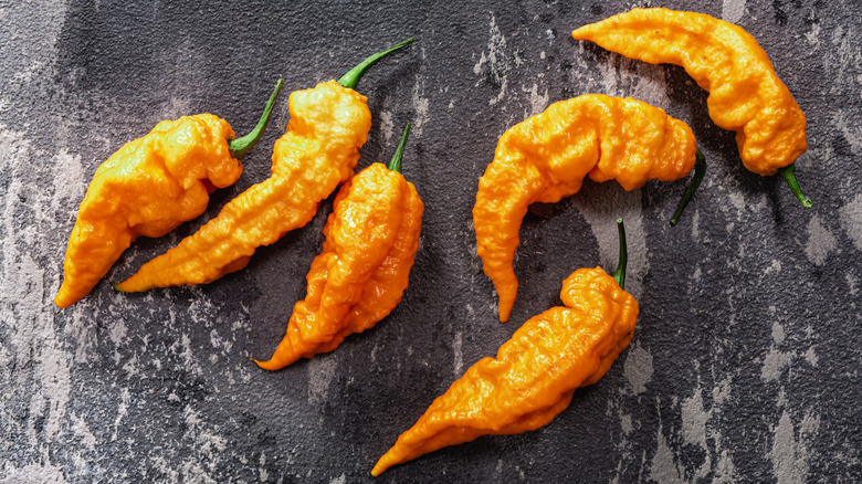 Sugar rush peach peppers on gray background