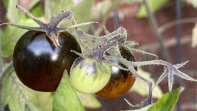 Black Cherry tomatoes on plant, closeup
