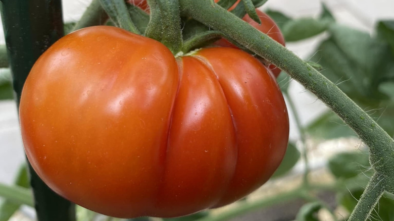 Bloody Butcher tomato on plant, closeup