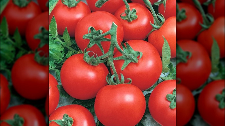 Early Doll tomatoes