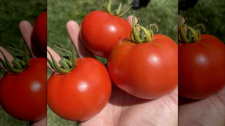 Early Girl tomatoes