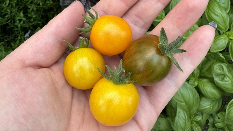 Gold Nugget tomatoes
