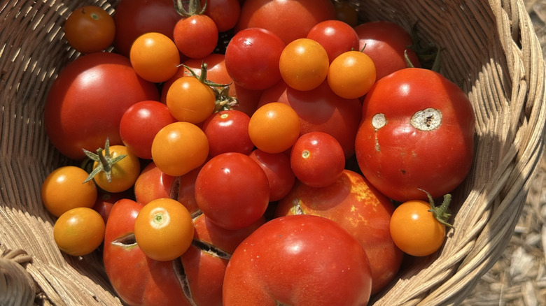 Basket of different varieties of tomato