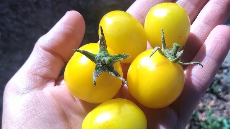 Nikolayev tomatoes in hand